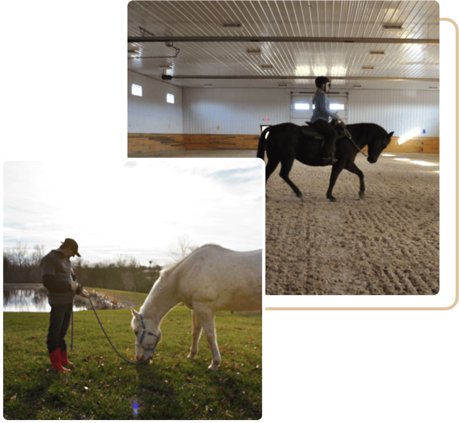 our therapy horses