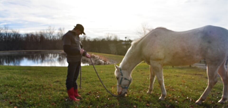 why horses