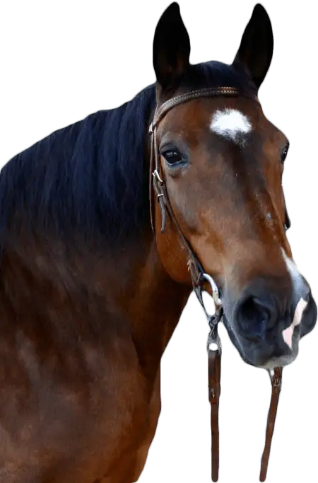 BEAUTY | Discovery Riders horses