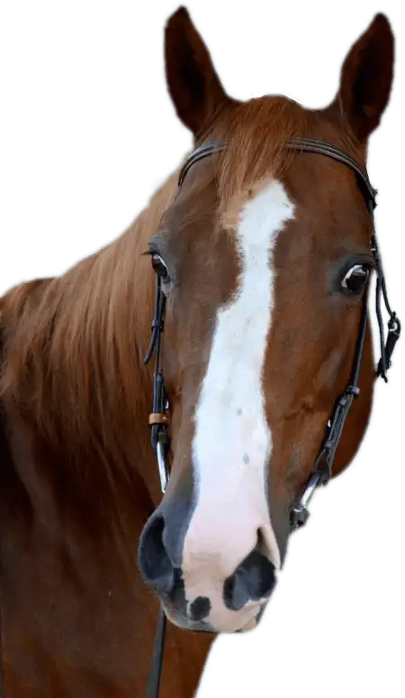 DAIQUIRI | Discovery Riders horses