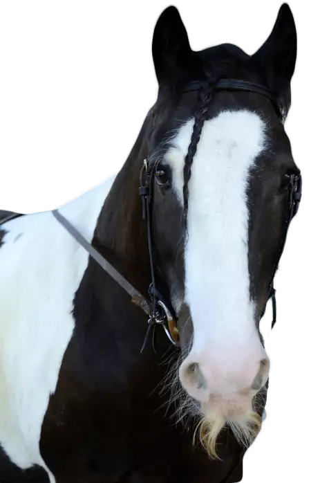 FINN | Discovery Riders horses