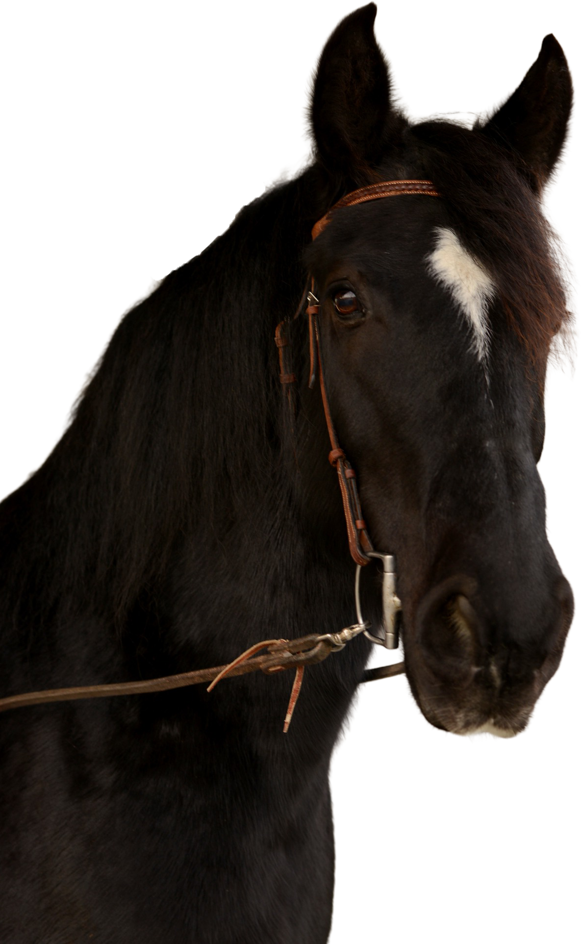 Horse image - Faith
