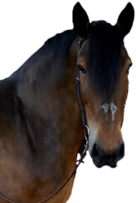 GOLIATH