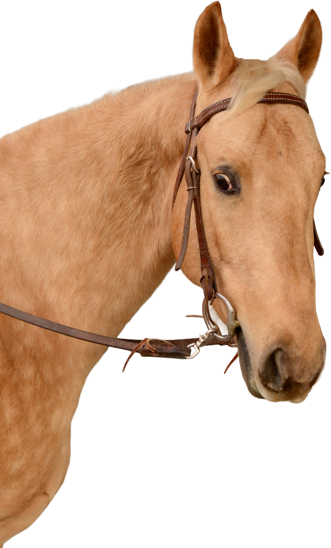 Horse Named Sunny