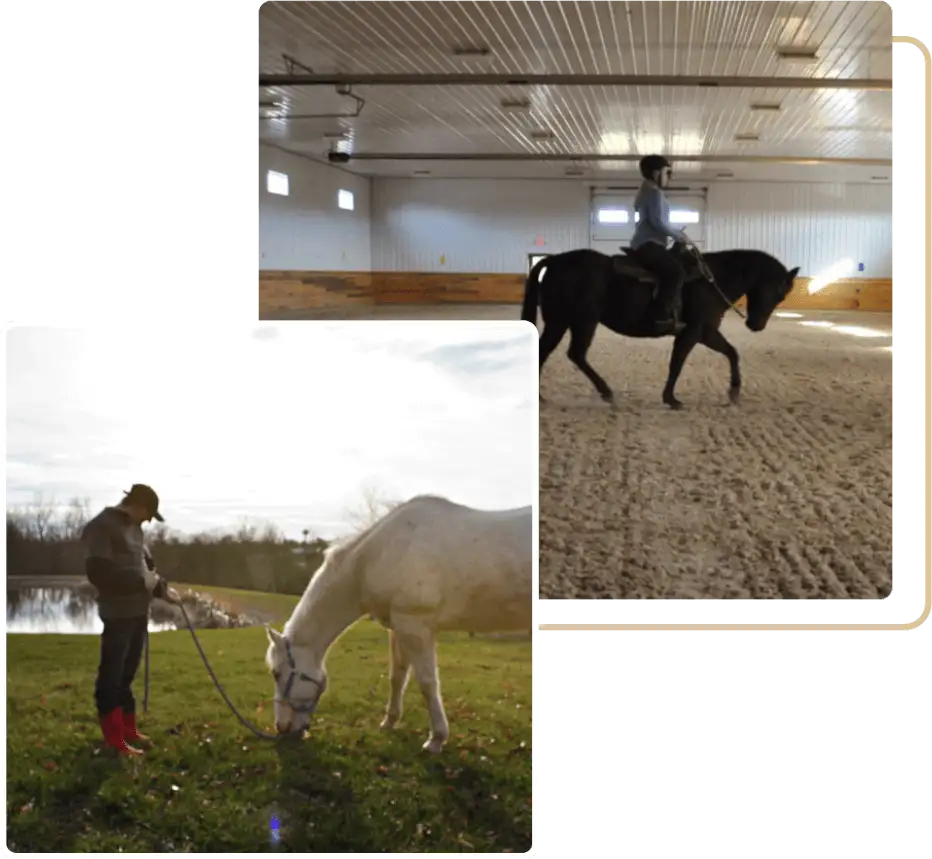 our therapy horses