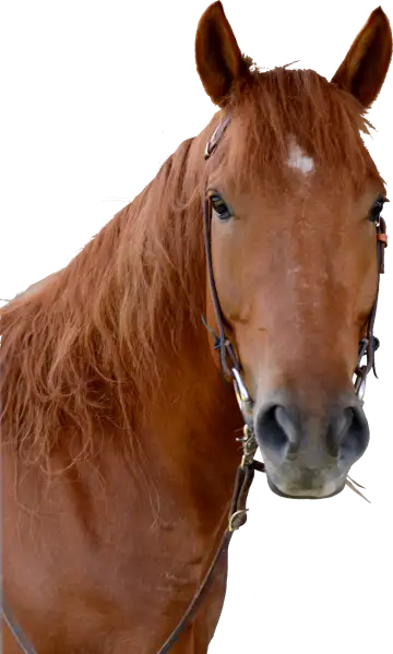 Wrangler