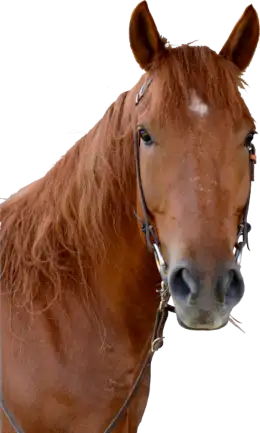 Wrangler